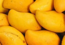 Pakistan mango exports reach 44,882 tonnes as 2026 season progresses Pakistan mango exports reach 44,882 tonnes as 2026 season progresses