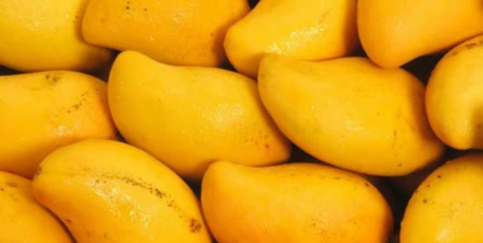NEWS Pakistan mango exports reach 44,882 tonnes as 2026 season progresses