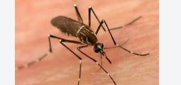 NEWS Rawalpindi confirmed dengue tally reaches 53 with zero fatalities