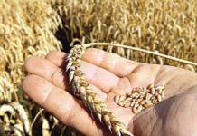 CIMMYT equips Pakistani research institutes to strengthen wheat research CIMMYT equips Pakistani research institutes to strengthen wheat research